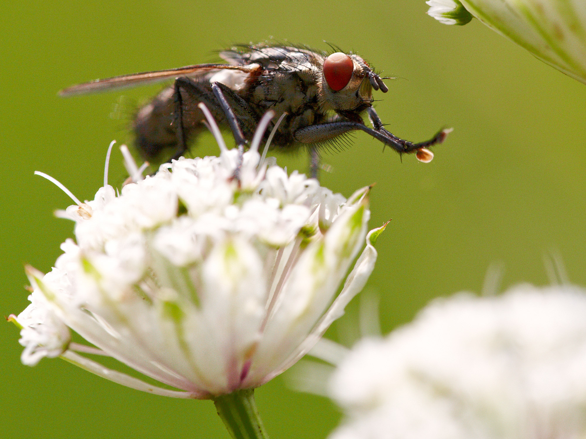 housefly